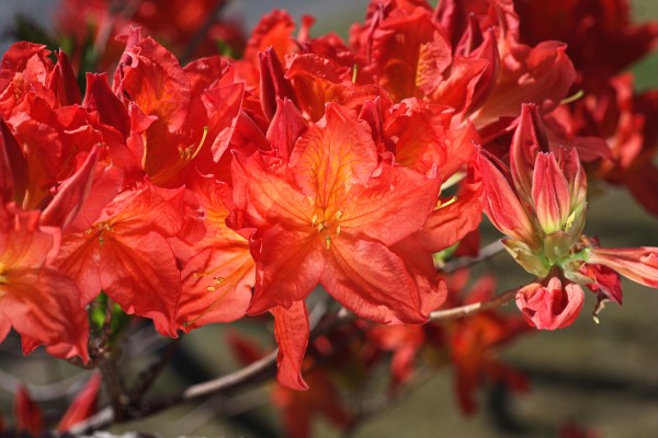 Azalea Flowers Orange by Joy Watson